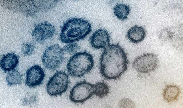 Coronavirus, in Puglia 53 nuovi casi: positivo il 4,6% dei tamponi