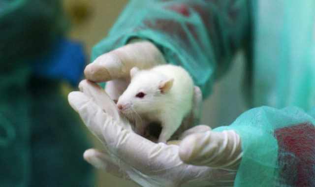 La sperimentazione sugli animali  necessaria? Gli esperti rispondono