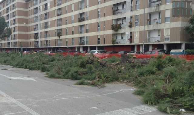 Bari, strage di pini in via Caldarola: Abbattuti per realizzare una rotatoria