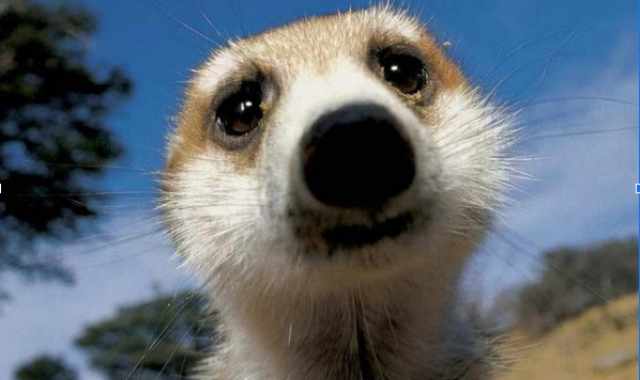 Quanto costa un suricato domestico?