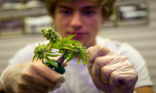 La storia di Andrea il trimmer