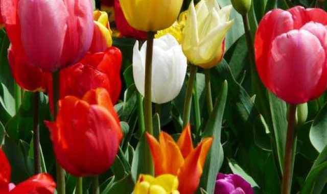 Giardinaggio: come ottenere risultati migliori con i tuoi fiori