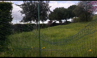 Japigia, a Ecopoli si rubano tranquillamente le piante: il video