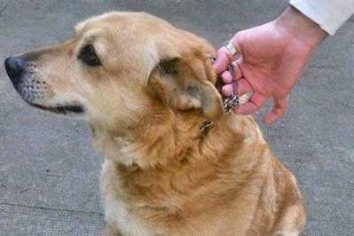 Il Bari fallisce, il cane dello stadio rischia lo sfratto: �Aiutiamo Linda�