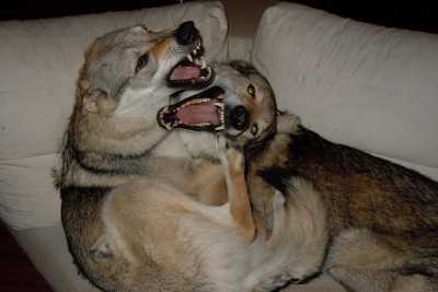 Allevare in casa i cani lupo: �Per loro un chilo di carne cruda al giorno�
