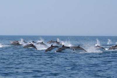 Golfo di Taranto, a poche miglia dall'Ilva il paradiso dei delfini