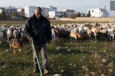 A Bari e dintorni ne sono rimasti otto: alla scoperta degli ultimi coraggiosi pastori