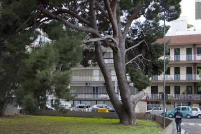 Il pino di Carrassi e il leccio di Carbonara: ecco i due alberi monumentali di Bari