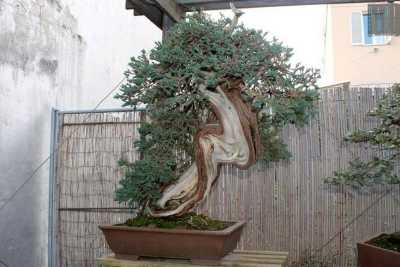 Piccoli, antichi e preziosi: i bonsai. A Bari una scuola insegna come curarli