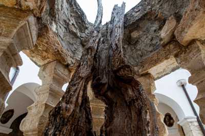 Bitetto, dita trafugate e alberi miracolosi: la storia del Beato Giacomo e del suo santuario