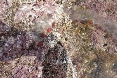 Allarme meduse nel mare: in realt� sono innocue ''salpe''