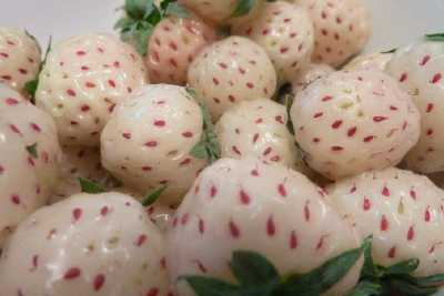 I frutti ibridi? Aprium, grapple e metis. Ma anche il limone � un incrocio