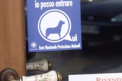 I cani? A Bari possono entrare in uffici e negozi, ma nessuno lo sa