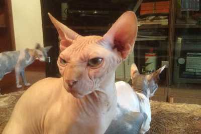 Gli sphynx, i ''gatti nudi'': �Sono senza pelo e hanno bisogno di molte cure�