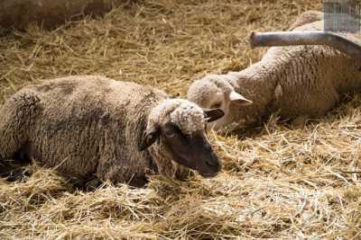  Con "pecore attive" ad Altamura il vello non si butta pi�: �Ci facciamo lana e borse�