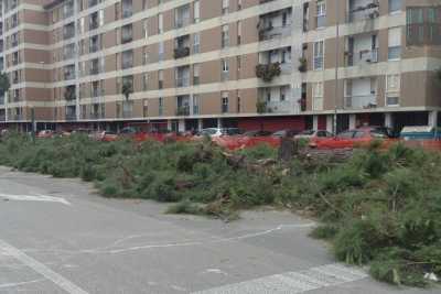 Bari, strage di pini in via Caldarola: �Abbattuti per realizzare una rotatoria�