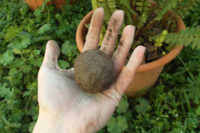 Casamassima, ''bombe'' di semi sui terreni incolti: � il guerriglia gardening