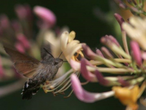 Lama Balice, il biowatching degli insetti: �Nel parco pi� di cento specie�