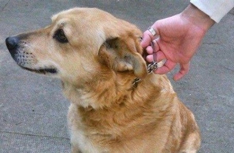 Il Bari fallisce, il cane dello stadio rischia lo sfratto: �Aiutiamo Linda�