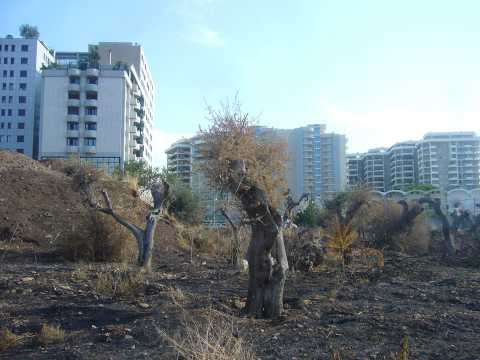 Gli ulivi bruciati all'ombra dei palazzi in costruzione: foto