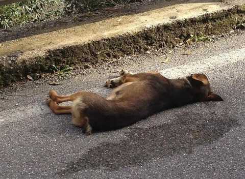 Un animale ferito per strada? A Bari nessuno potr soccorrerlo