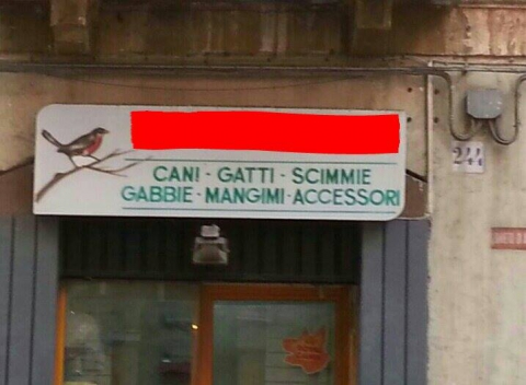 Bari, in via Dante c'� un negozio che vende scimmie: ma � illegale