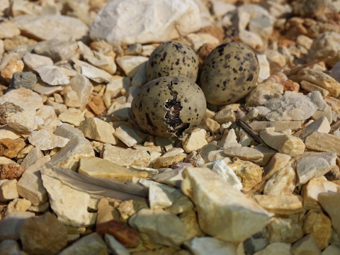 Molfetta, nidi di fraticello nel porto: ecco come � avvenuto il salvataggio