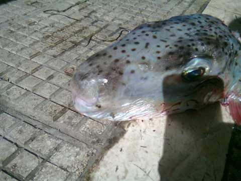 Catturato anche a Bari il pesce palla maculato: attenzione,  velenoso