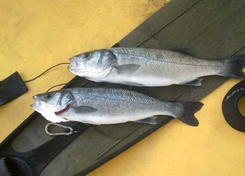 Si rompe la vasca di un allevamento di pesce: tonnellate di spigole in mare