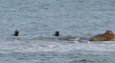 Bari, sul lungomare ospiti inediti e portafortuna: i cormorani