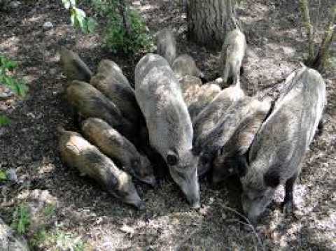 Parco dell'Alta Murgia, troppi cinghiali: Si va verso l'abbattimento selettivo