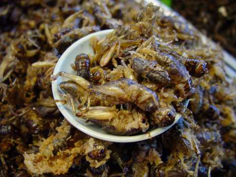 Formiche al cioccolato, grilli al curry, gin di lombrichi: c' un negozio per palati ''coraggiosi''