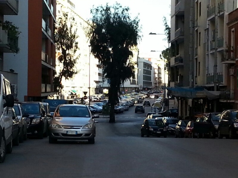 L'eucalipto che divide via Di Tullio: �Un simbolo, ma crea troppi disagi� 