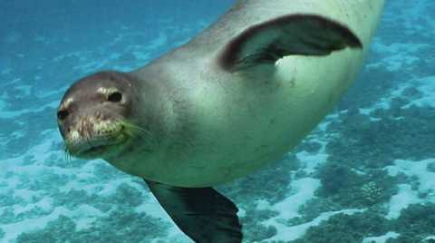 Salento, dopo 30 anni avvistata una foca monaca: «Rischia l'estinzione»