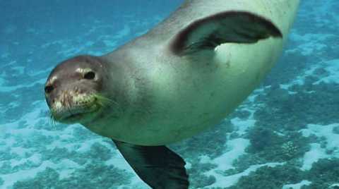 Salento, dopo 30 anni avvistata una foca monaca: Rischia l'estinzione