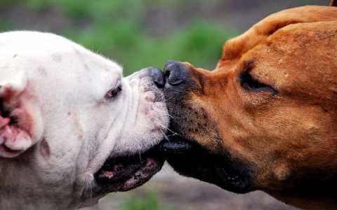 Animali e accoppiamento, ma esiste l'omosessualità tra i cani?  