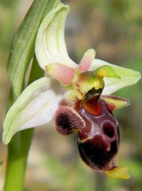 Gargano terra di fiori: scoperta una nuova orchidea, l'Ophrys Mattinatae