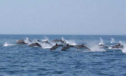 Golfo di Taranto, a poche miglia dall'Ilva il paradiso dei delfini