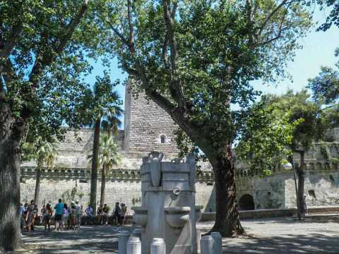 Bari, alberi senza tutela: si attende il censimento dei ''monumentali''