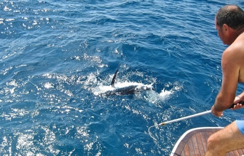 A Mola il campionato italiano di traina d'altura. La preda: il tonno alalunga 