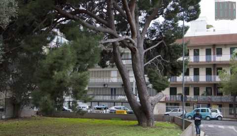 Il pino di Carrassi e il leccio di Carbonara: ecco i due alberi monumentali di Bari