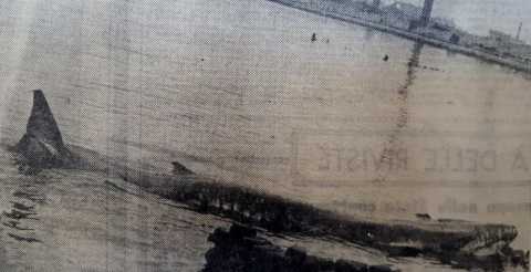Bari, maggio 1964: due balene si arenano nel porto. Verranno uccise con il tritolo