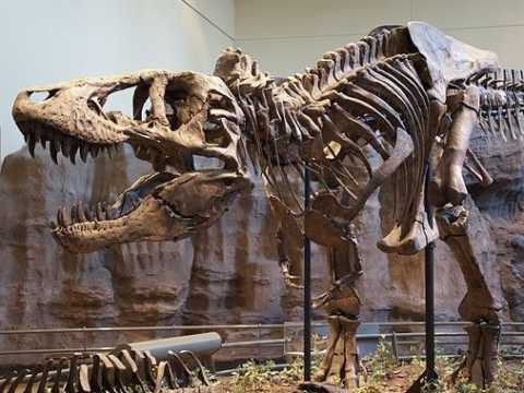 Sulle orme dei dinosauri, quando in Puglia c'erano gli uccelli con i denti