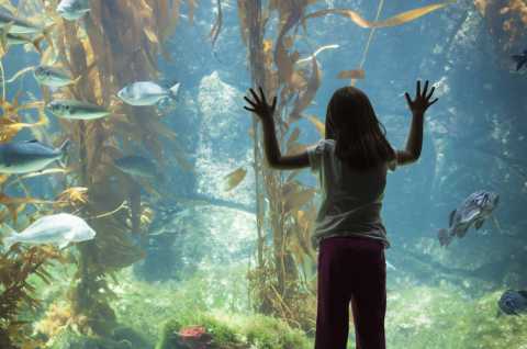 Bari, al Porto riapre ''l'acquario'': visite gratuite tutti i giorni 