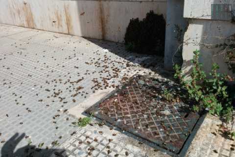 Bari, avvelenate centinaia di preziose api nell'istituto Di Cagno Abbrescia
