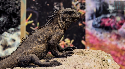 Animali, motori e chiacchierate con gli astronauti: � la Cittadella della scienza di Bari