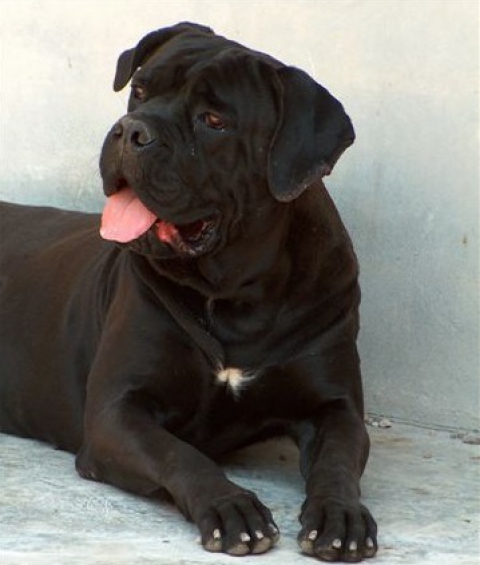 Dal Corso al Lottatore brindisino: tutte le razze di cani ''made in Puglia''