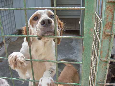 Casa grande, reddito alto, motivazioni giuste: difficile adottare un cane