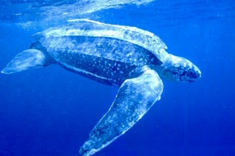 Bari, c'� un ''mostro marino'' nelle acque del porto: parola di pescatori