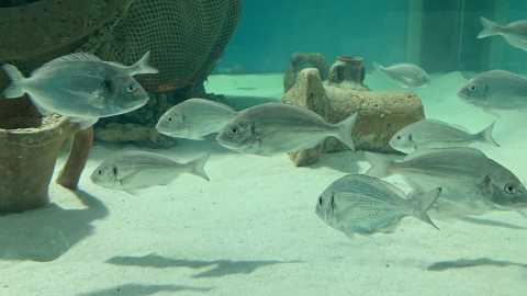 A Egnazia si inaugura l'acquario: pesci dell'Adriatico in 30mila litri di acqua salata